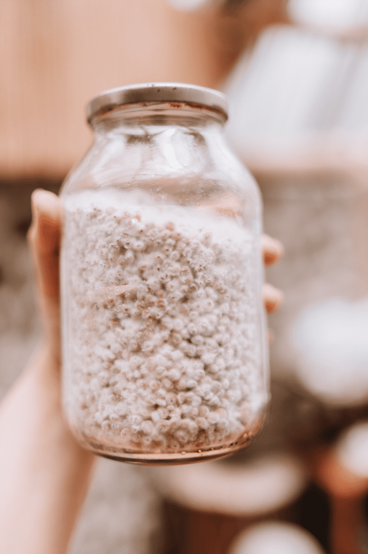 Grain jar fully colonised with bright white mushroom mycelium