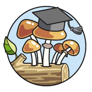 Magic mushroom cultivation