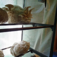 mushroom cultivation