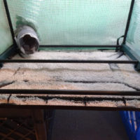 martha mushroom fruiting chamber