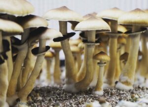 How to grow magic mushrooms