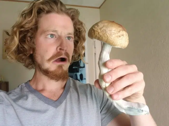 Sam The Mushroom Man with one BIG Psilocybe cubensis