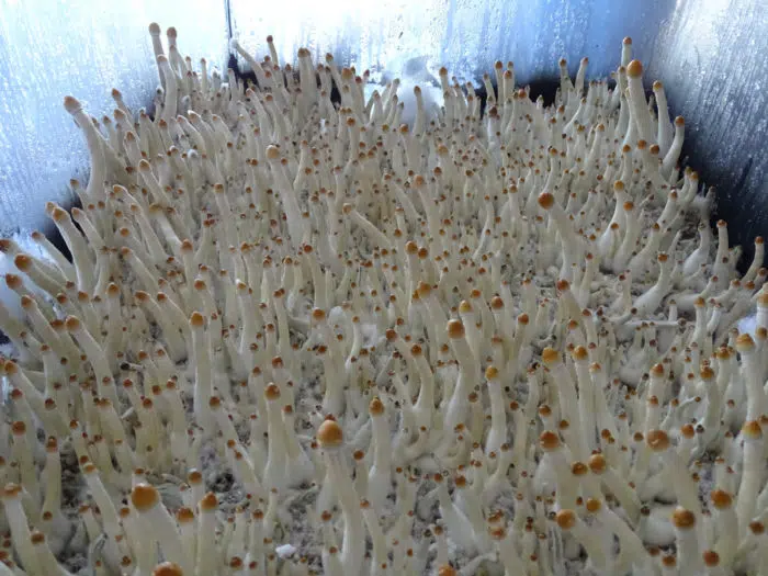 Want to learn how to grow mushrooms like this?! Take our Sacred Mycology online course