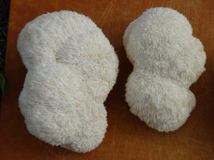 grow-mushrooms