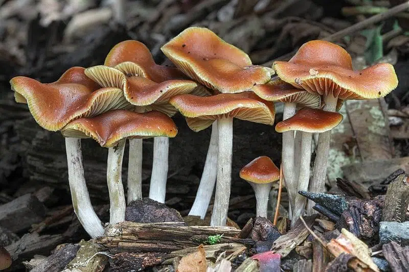 mushrooms in nature