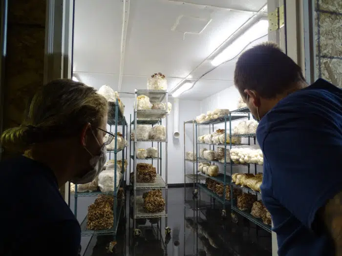 Sam and Devon peer into one of Tivoli Mushroom's fruiting rooms