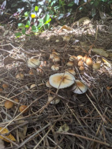 sacred mushrooms in nature