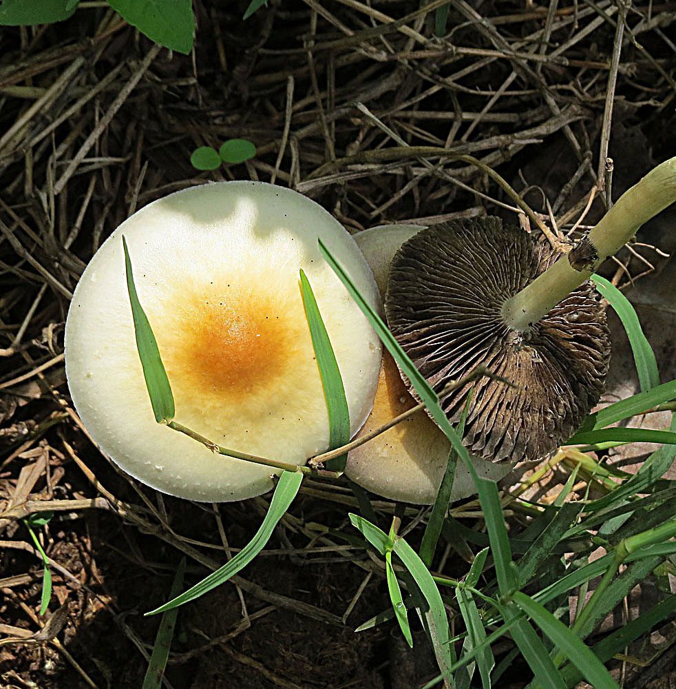 Psilocybe cubensis magic mushrooms growing in nature