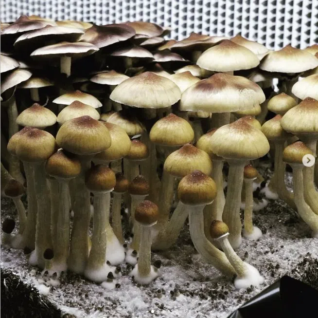 Uncle Ben's Mushroom Tek Guide: Fruiting, Colonization Time & Yield