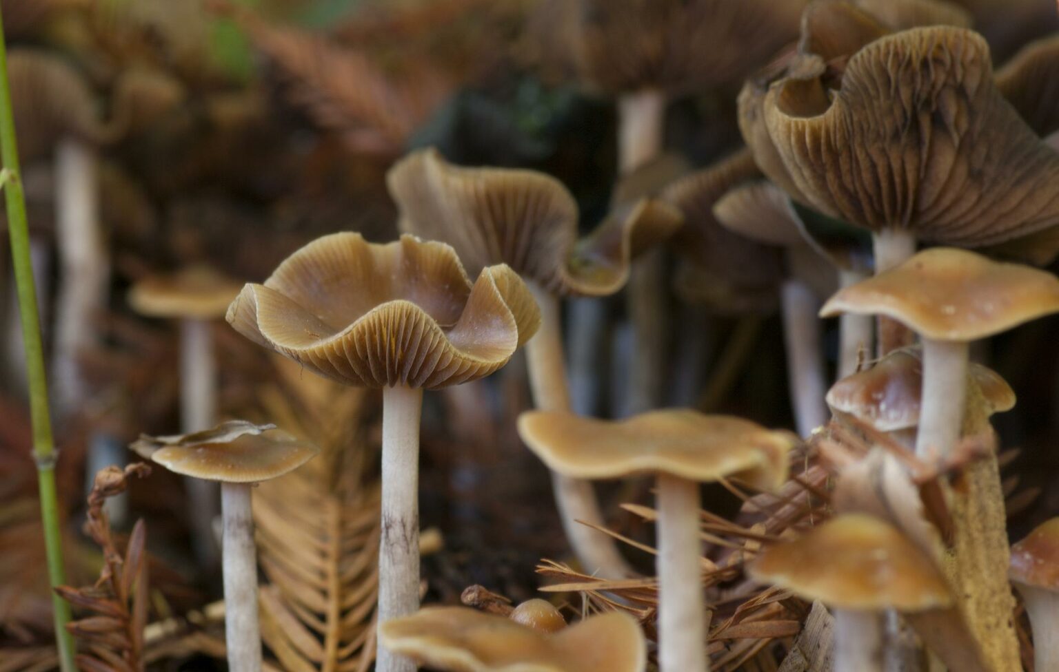 The 7 Best Mushrooms To Grow At Home Fungi Academy