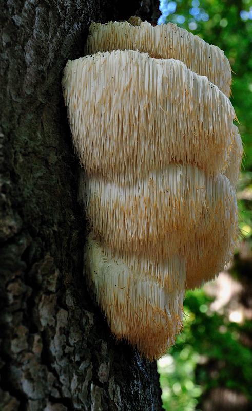 mushrooms to grow at home