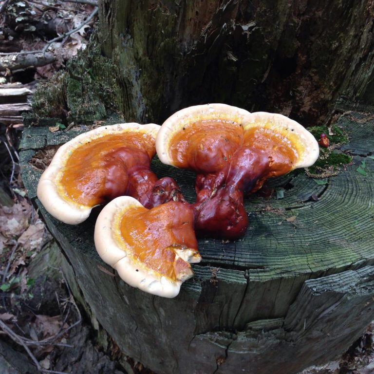 reishi mushroom