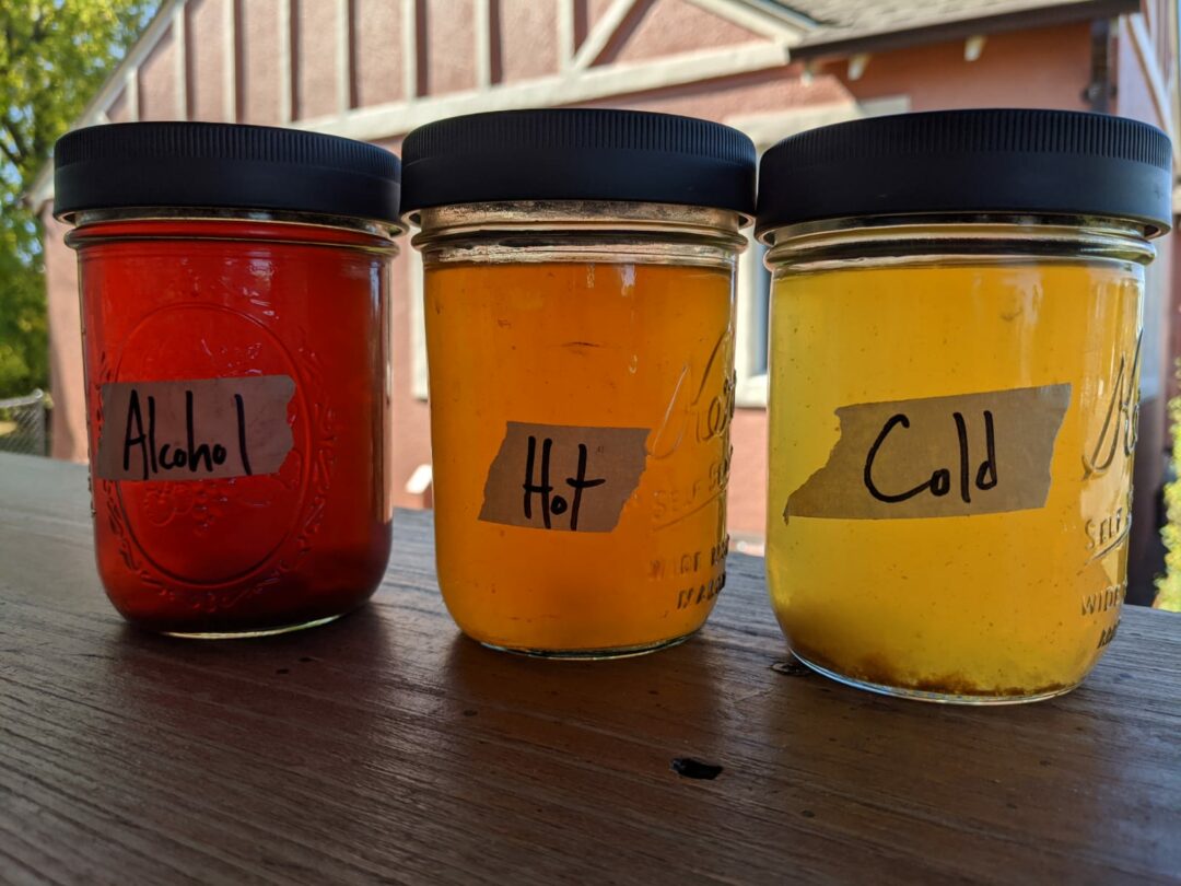 Reishi mushroom steeping in alcohol for a tincture