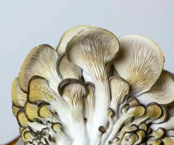 oystermushrooms