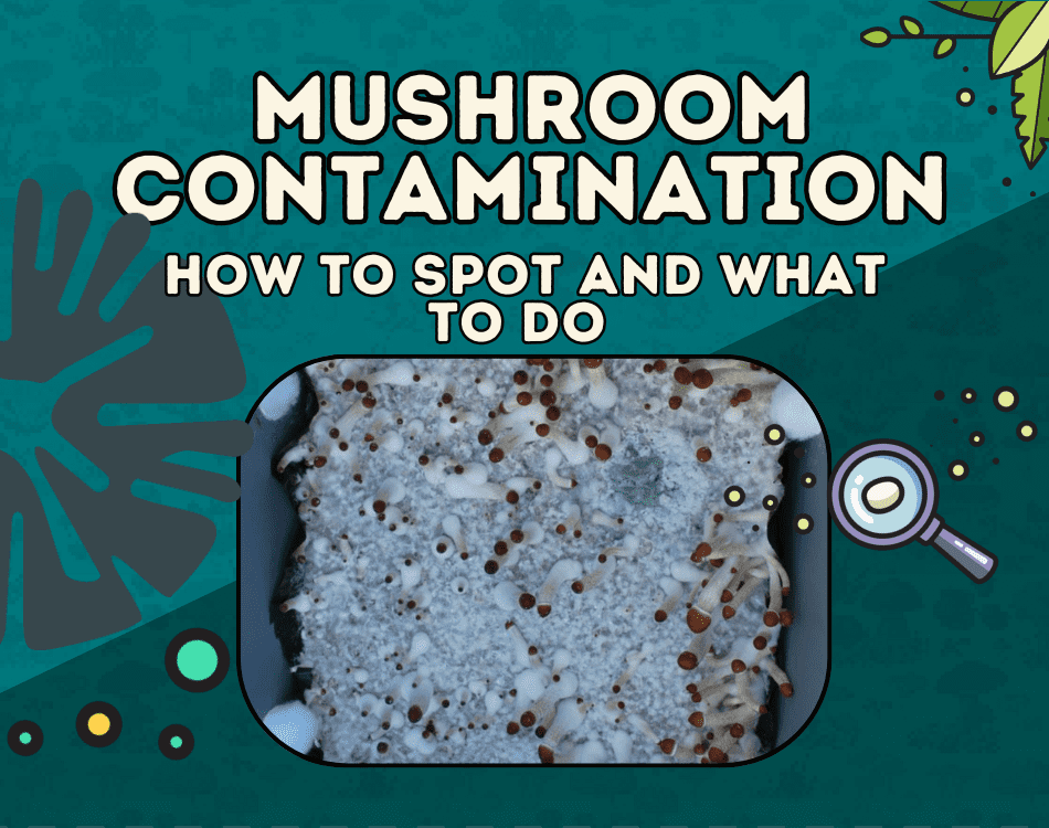 How to spot mushroom contamination during cultivation