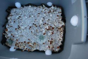 mushroom contaminaton trichoderma