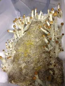 White or green contamination (Trichoderma Tarzianum) : Magic Mushrooms Shop