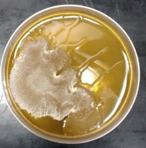 mushroom contamination: how to spot and what to do