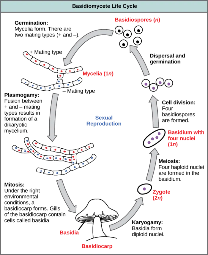 how mushrooms grow