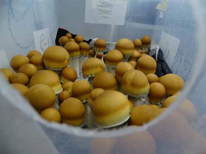 grow magic mushrooms at home