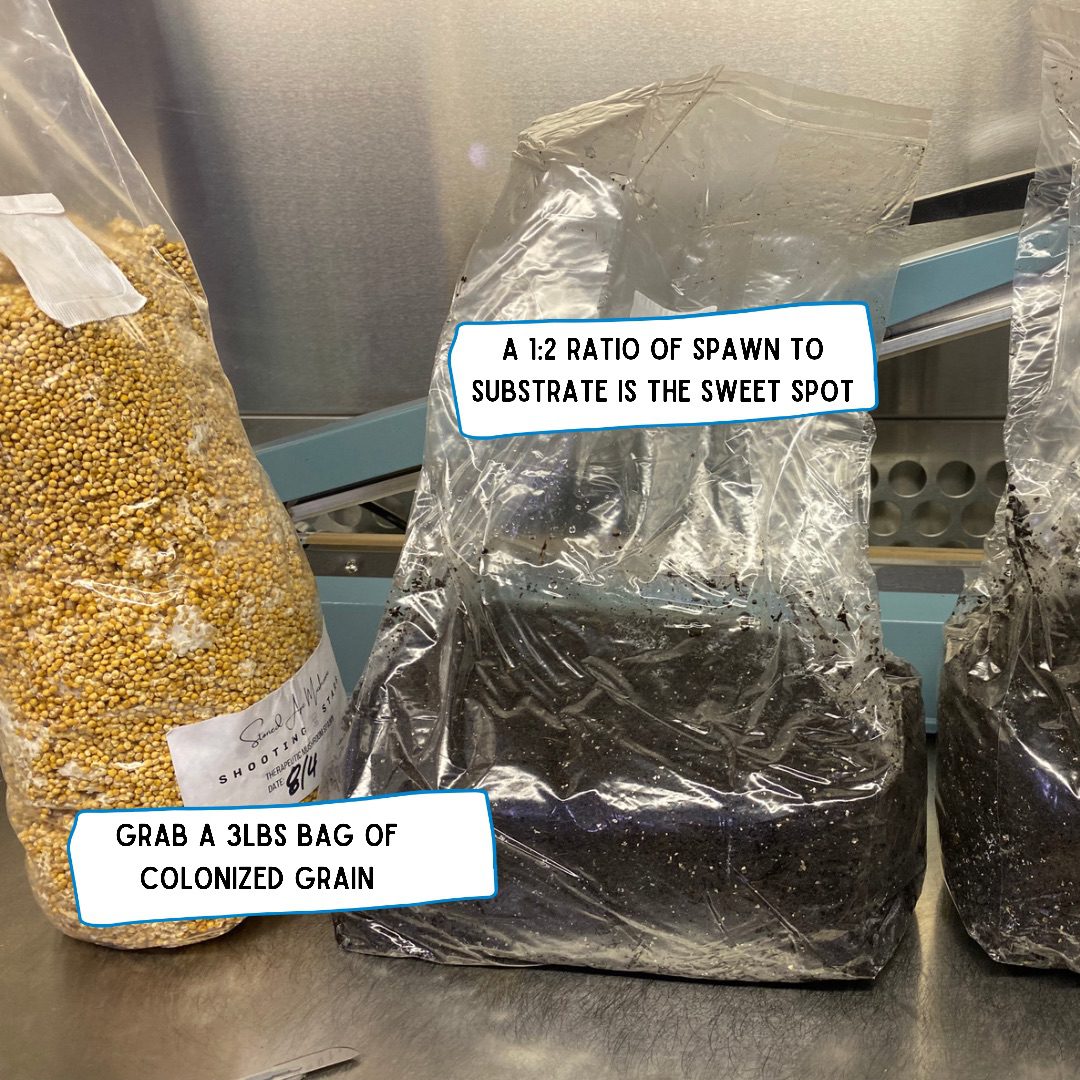 Colonised grain spawn being mixed into bulk substrate for a magic mushroom grow