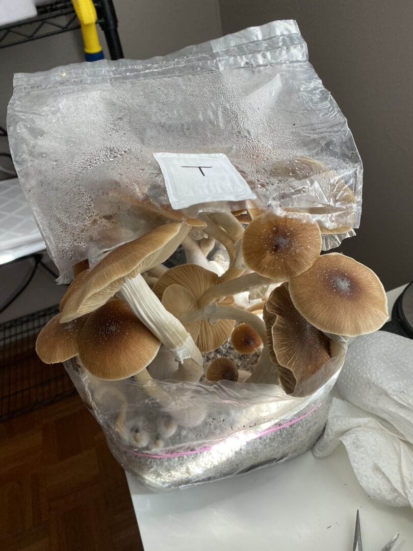 A simpler low-equipment method for growing magic mushrooms at home