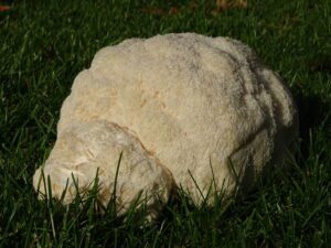 how to grow lion's mane mushrooms