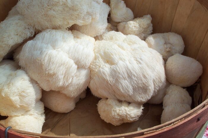 how to grow lion's mane mushrooms