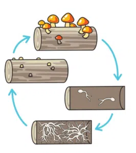 mushrooms and permaculture