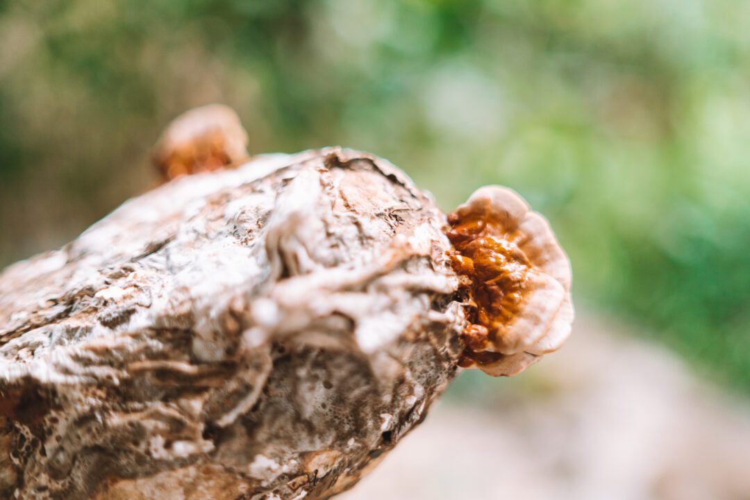 How to Grow Reishi Mushrooms Fungi Academy