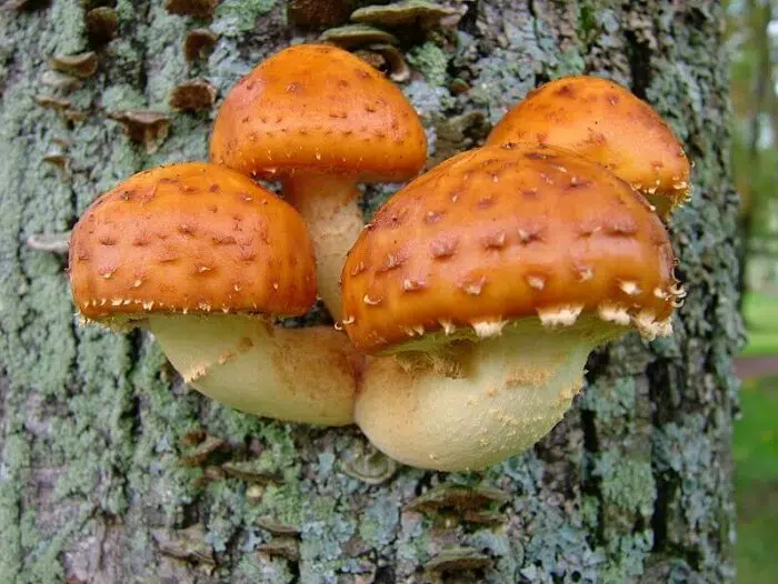 how to grow chestnut mushrooms