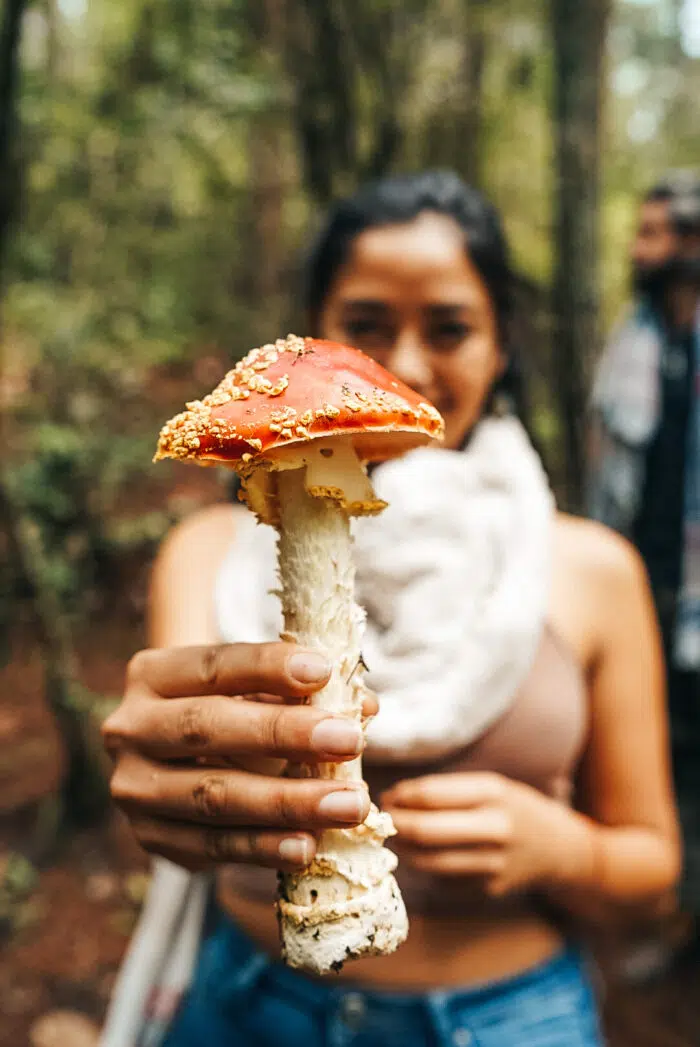 Young Woman Nature Lover Holds Wild Mushrooms Stock Photo - Image