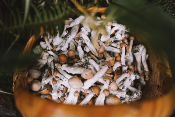 a bundle of psilocybe cubensis mushrooms