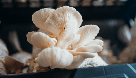 Module 4 — Saprophytes: The Decomposers