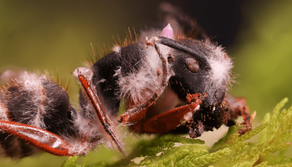 Module 5 — Fungal Invaders