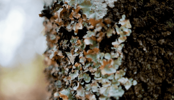 Module 7 — The Lives of Symbiotic Lichens