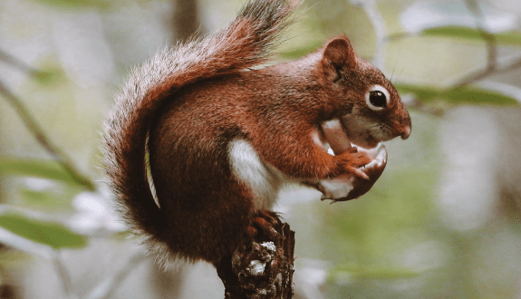 Module 8 — Fungal Food Chains