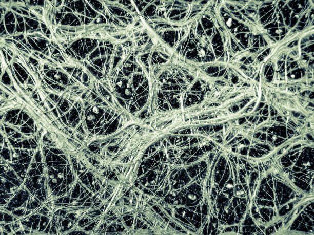 Module 3 — The Global Mycorrhizal Network