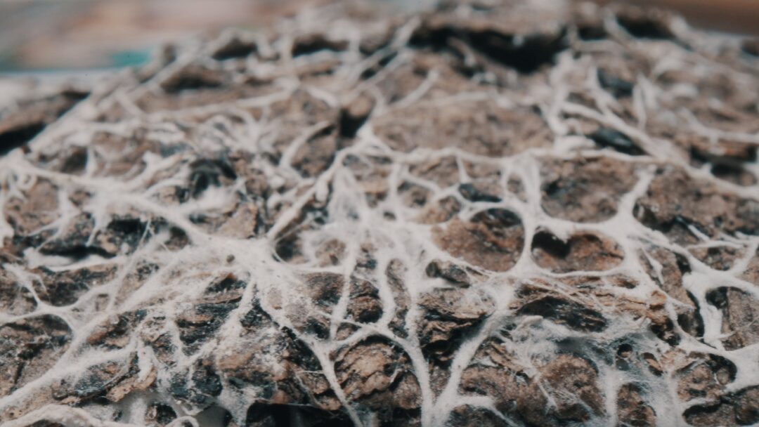 White mycelium spreading across a log