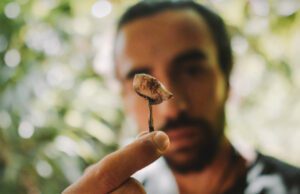 sacred mushroom cultivation