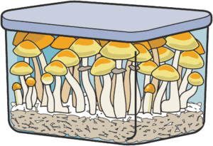 A full flush of mushrooms fruiting in a monotub