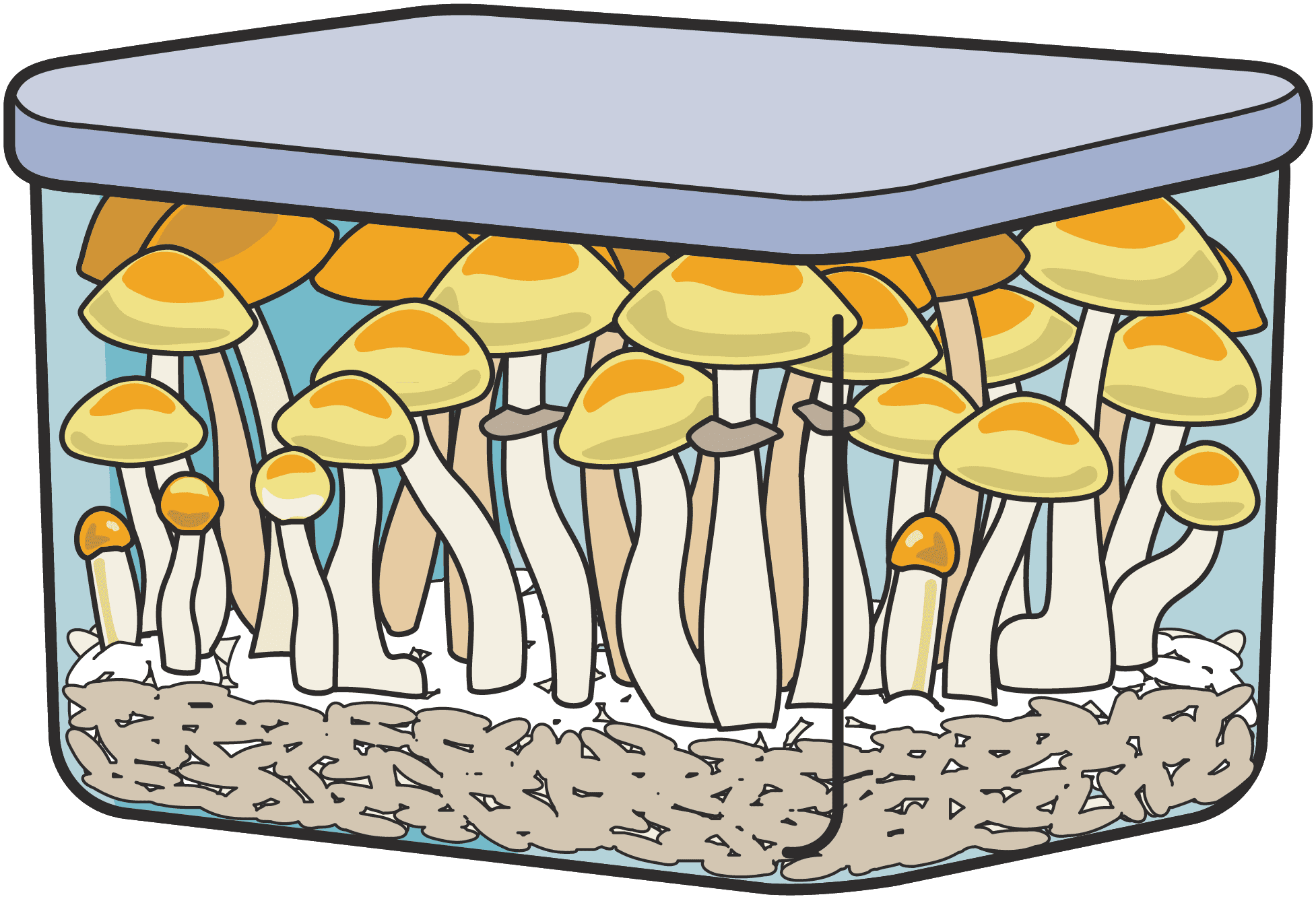 A full flush of mushrooms fruiting in a monotub
