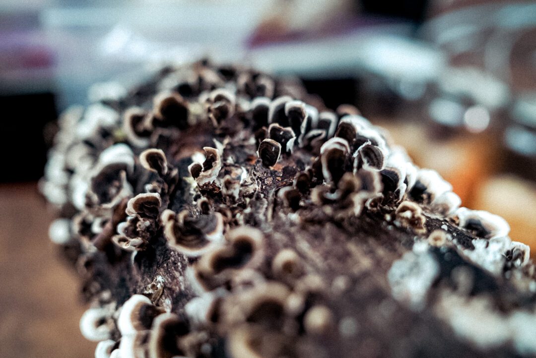 Turkey tail mushrooms growing on wood
