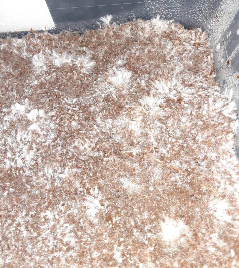 Mushroom mycelium colonising a bulk substrate