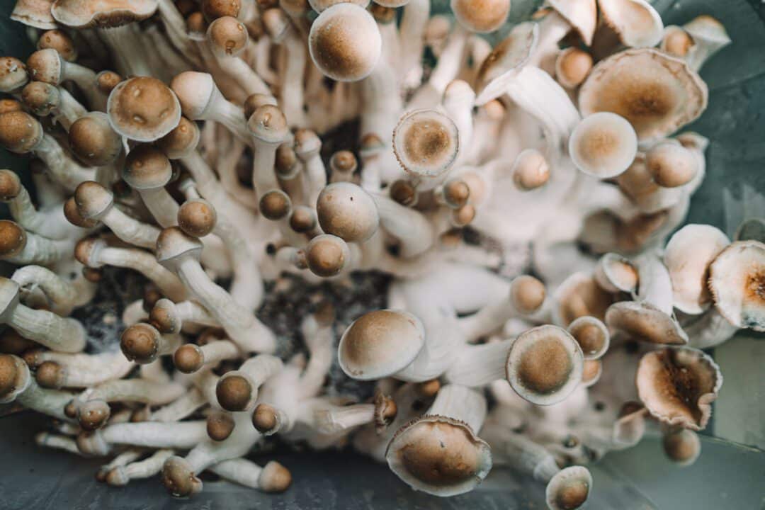 A harvest of Psilocybe cubensis magic mushrooms