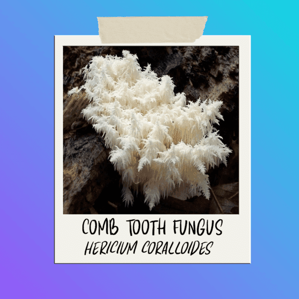 Hericium coralloides - Comb Tooth Fungus