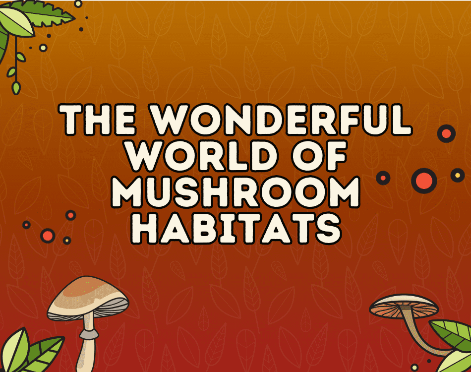 the wonderful world of mushroom habitats
