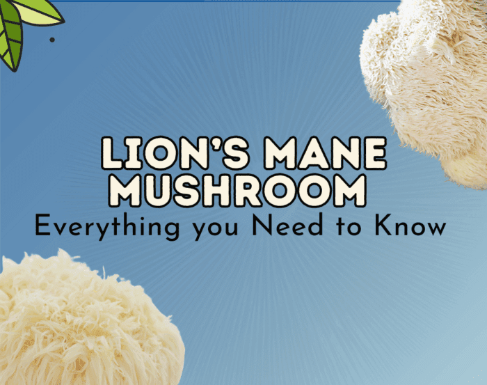 Lion's Mane Mushroom: Everything You Need to Know