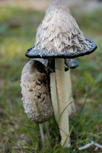 forage for wild mushrooms 