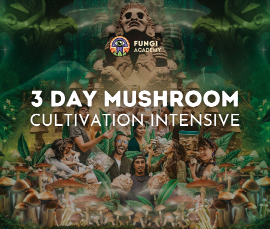 Image of 3-day mushroom cultivation intensive